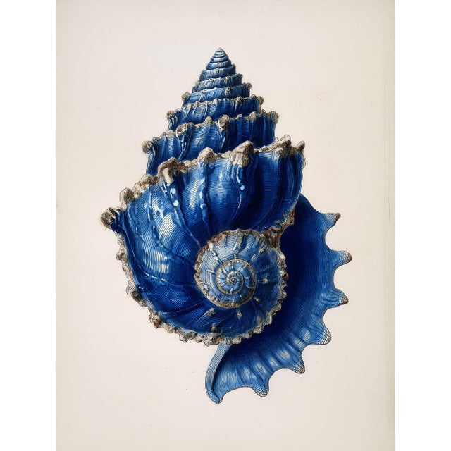Set of 6 – Blue and White Conch Shells Collection | Coastal Natural History Fine Art Prints For Sale - Image 6 of 14