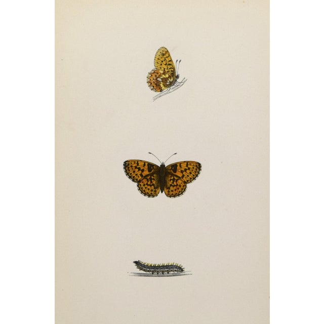 19th Century Antique Morris Butterfly Print Hand Colored Lithograph 1853 For Sale - Image 4 of 4