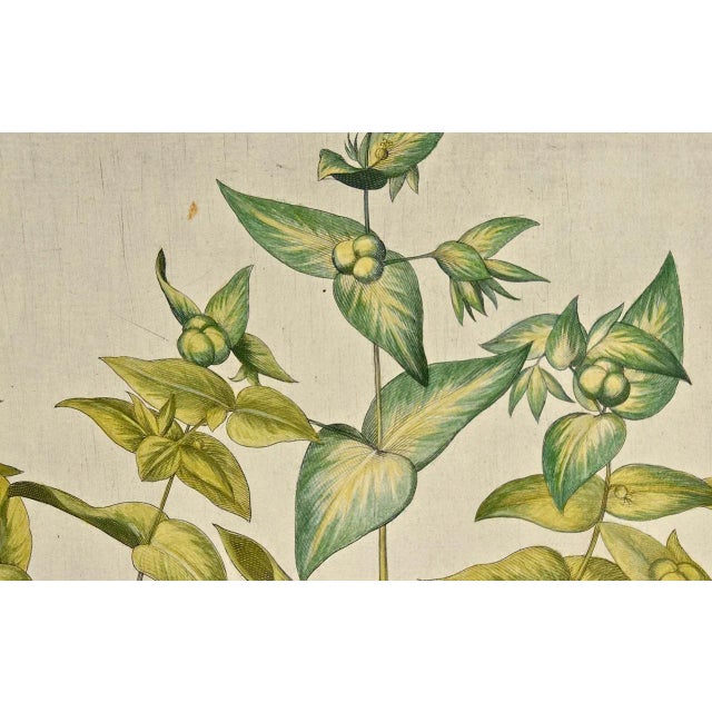 Flowering Lily Plants: A 17th C. Besler Hand-Colored Botanical Engraving, 1640 For Sale In San Francisco - Image 6 of 6