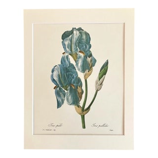 Vintage Pierre-Joseph Redouté Print in 11x14 Mat -"Iris Pale", EUC For Sale