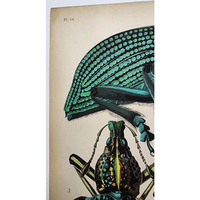 This listing is for Plate 14 from the following 1924 E.A. Seguy publication titled - Insects. Please see our other...