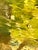 Antique 19th-Century French Impressionist Landscape Oil Painting Sunlit Forest For Sale - Image 11 of 18