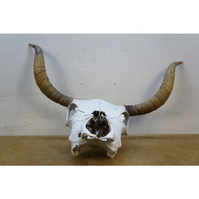 Animal Skin Western Southwestern Longhorn Cow Bull Steer Skull Horns Taxidermy 26" For Sale - Image 7 of 16