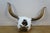 Animal Skin Western Southwestern Longhorn Cow Bull Steer Skull Horns Taxidermy 26" For Sale - Image 7 of 16