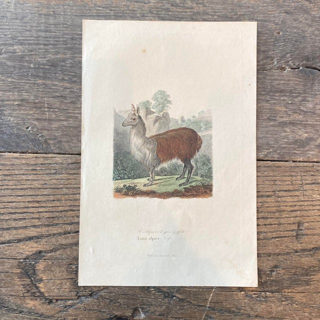 Super high quality in this lovely historical French 18th Century le alpace "the alpaca" engraving! Bought in France near...