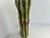 Vintage Italian Terracotta Vegetable Sculpture Asparagus Trompe l'Oeil Kitchen Decor For Sale - Image 4 of 9