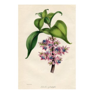1843, Medinilla Botanical Print From Joseph Paxton, Original Antique Botanical Print, Lithograph, Hand-Colored, England For Sale