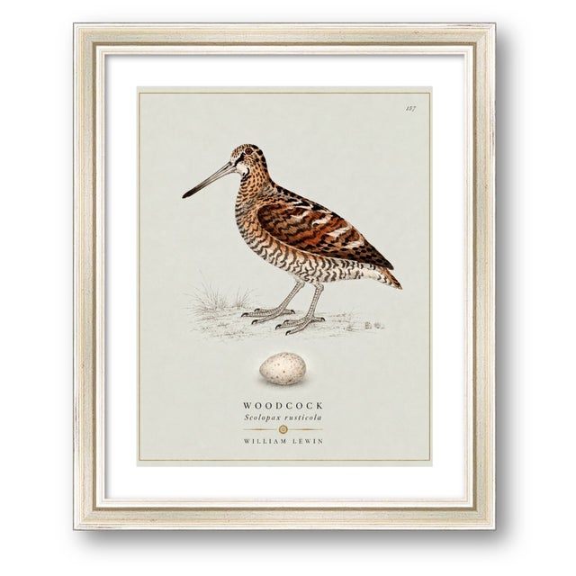 William Lewin 1789 Waterbirds Fine Art Gallery Board Print - The Woodcock For Sale - Image 9 of 12