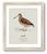 William Lewin 1789 Waterbirds Fine Art Gallery Board Print - The Woodcock For Sale - Image 9 of 12