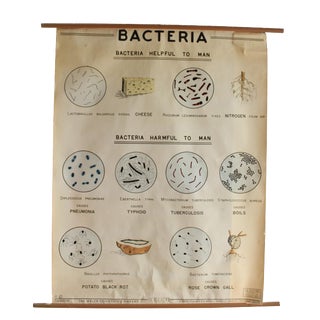 1960s Vintage Welsh Scientific Company School Bacteria Poster For Sale