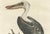 Title: Der Amerikanische Pelican - Hand-Colored Engraving of the American Pelican by Johann Michael Seligmann, 18th...
