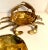 Victorian Mid 19th Century English Brass Lidded Crab Box For Sale - Image 3 of 13