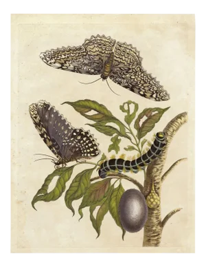 Merian Butterfly 8, Unframed Artwork