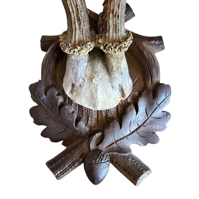 Roe Deer Trophy on carved wood plaque with oak leaves.