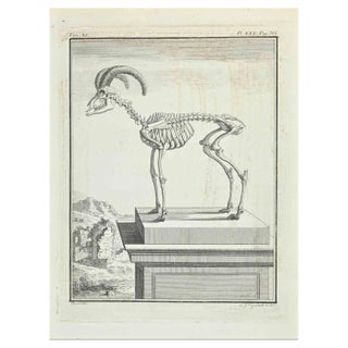 Ferdinand Gaillard, Anatomy, Etching, 1771 For Sale
