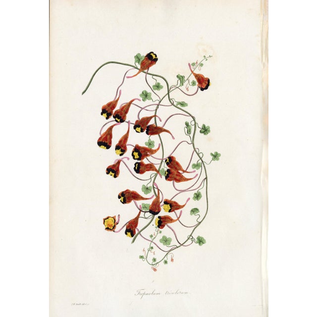 Collection of Sixteen Hand-Colored Botanical Prints by Sir Joseph Paxton, England, Circa 1850 For Sale - Image 11 of 17