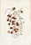 Collection of Sixteen Hand-Colored Botanical Prints by Sir Joseph Paxton, England, Circa 1850 For Sale - Image 11 of 17