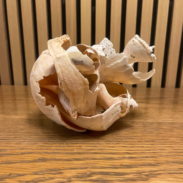 Contemporary Signed Cheryl Fudge Organic Shell Sculpture — Coastal Modern Abstract, Nantucket For Sale - Image 3 of 5