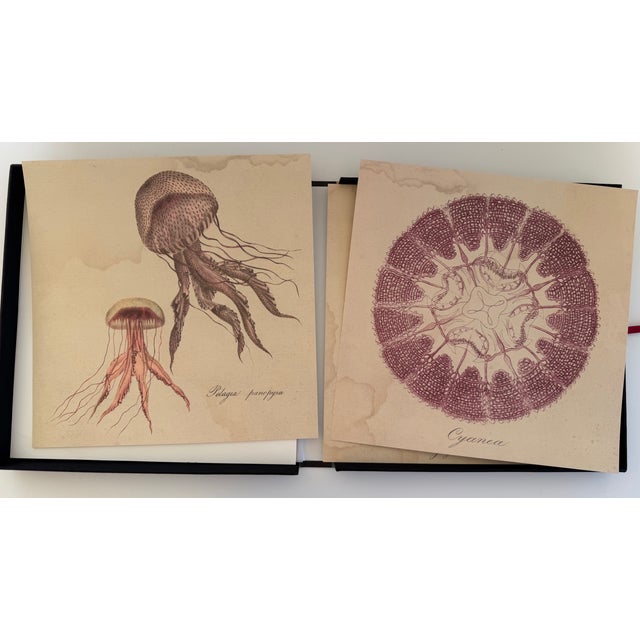 1970s Natural Curiosities Collector's Album of 14 Artistic Prints For Sale - Image 13 of 17