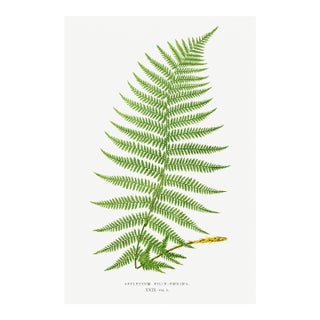 Vintage Fern Art Print, Botanical Fern Reproduction, 40" X 60" For Sale
