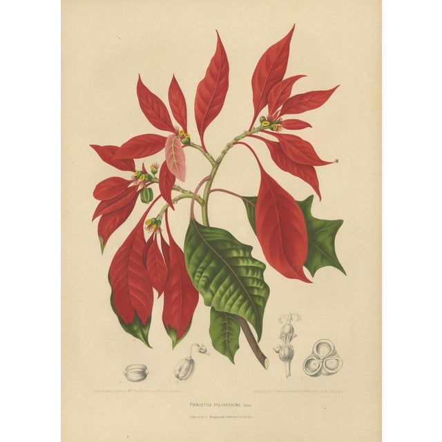 Berthe Hoola van Nooten, Poinsettia, 1880, Chromolithograph For Sale - Image 3 of 9