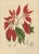 Berthe Hoola van Nooten, Poinsettia, 1880, Chromolithograph For Sale - Image 3 of 9