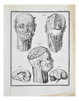 Jacques Baron, Anatomical Studies, Etching, 1771