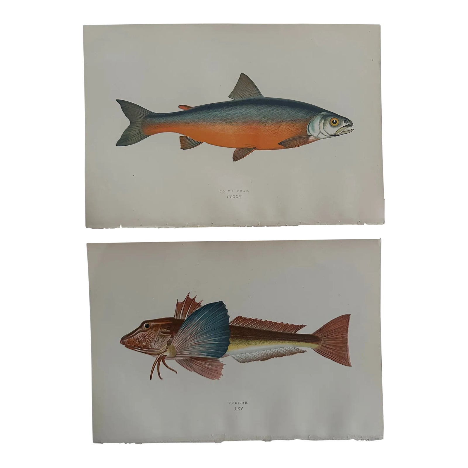 Pair of 19th Century British Island Fish Prints by Jonathan Couch f.l.s ...
