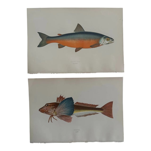 Pair of 19th Century British Island Fish Prints by Jonathan Couch f.l.s. For Sale