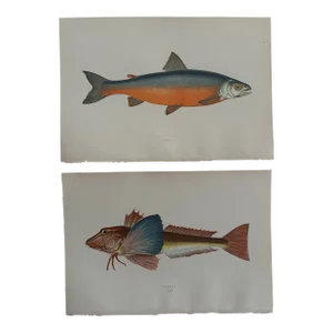 Pair of 19th Century British Island Fish Prints by Jonathan Couch f.l.s.