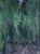 Contemporary Greens of Summer (The Assembly) by Seth Winegar | Oil on Panel Aspen Grove For Sale - Image 3 of 11