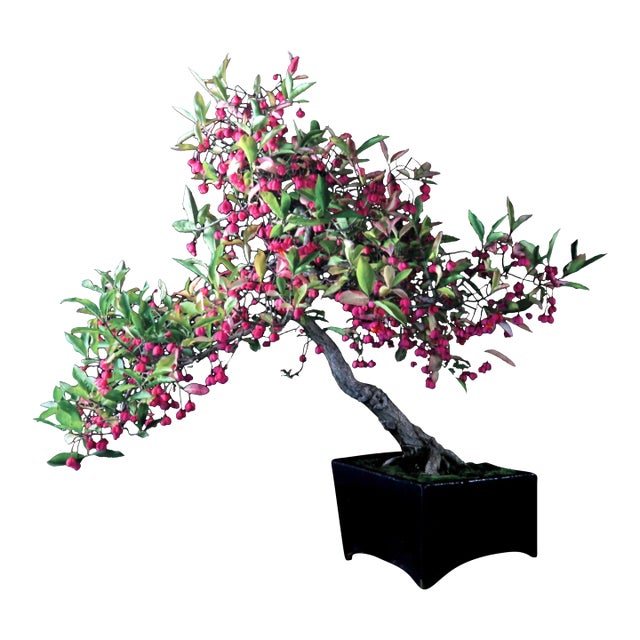 Japanese Spindle Tree, Jonathan Singer For Sale