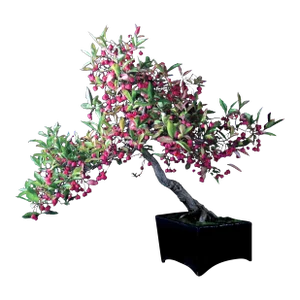Japanese Spindle Tree, Jonathan Singer