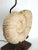 Metal Lamp Plaster Seashell Shell Ammonite Large For Sale - Image 7 of 13