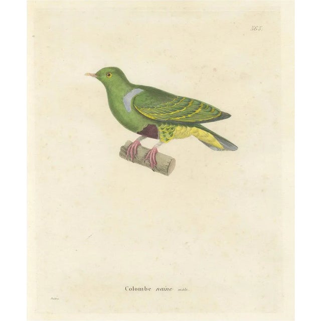 Prêtre, Ornithological Illustration of the Male Dwarf Pigeon (Colombe Naine), 1838, Print For Sale