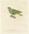 Prêtre, Ornithological Illustration of the Male Dwarf Pigeon (Colombe Naine), 1838, Print For Sale