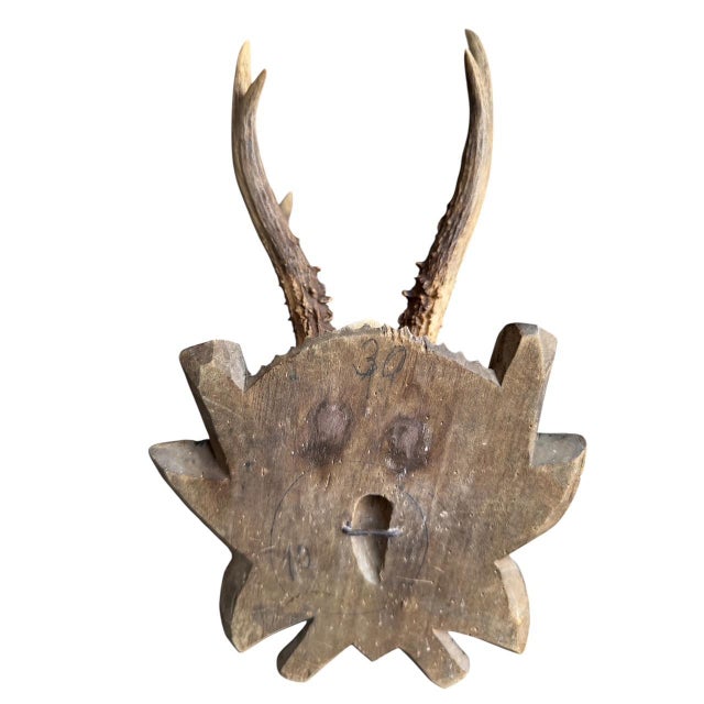 1900 - 1909 Roe Deer Trophy 120 Black Forest Antlers For Sale - Image 5 of 5
