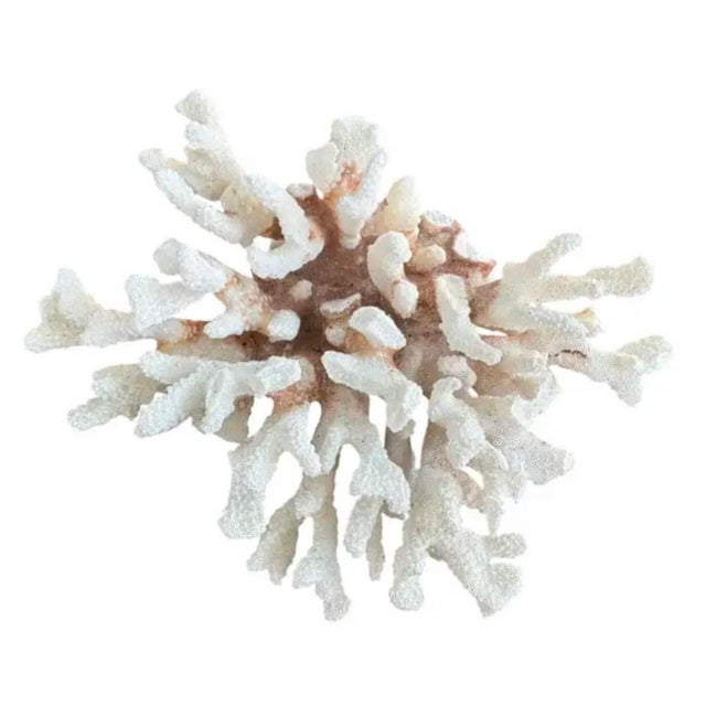 Shell Natural White Coral Reef Specimen For Sale - Image 7 of 8