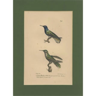 Louis-Aimé Martin Beau, Hummingbird, Hand-Coloured Engraving with Gold Highlights, 1835 For Sale