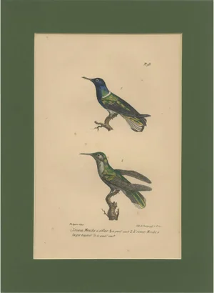 Louis-Aimé Martin Beau, Hummingbird, Hand-Coloured Engraving with Gold Highlights, 1835