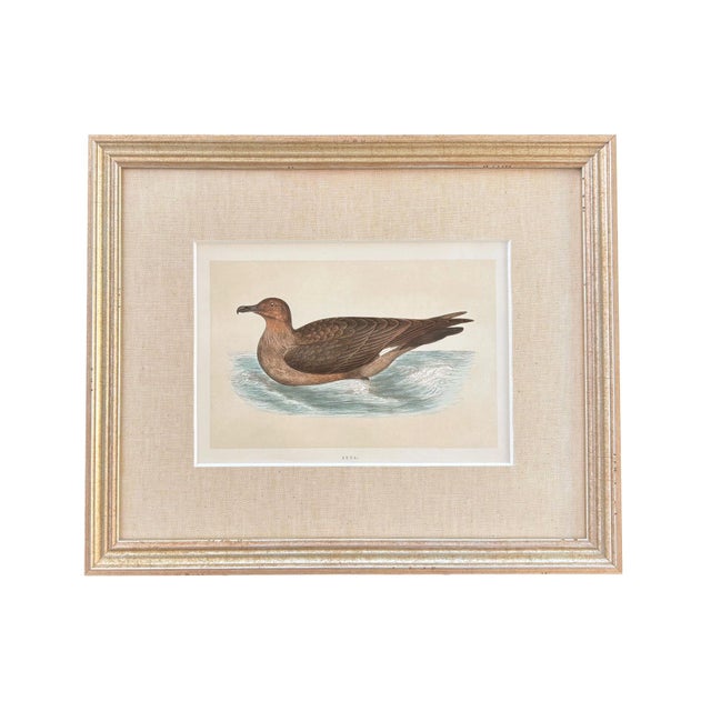 19th Century English Bird Engravings by Alexander Francis Lydon, Set 12 For Sale - Image 13 of 18