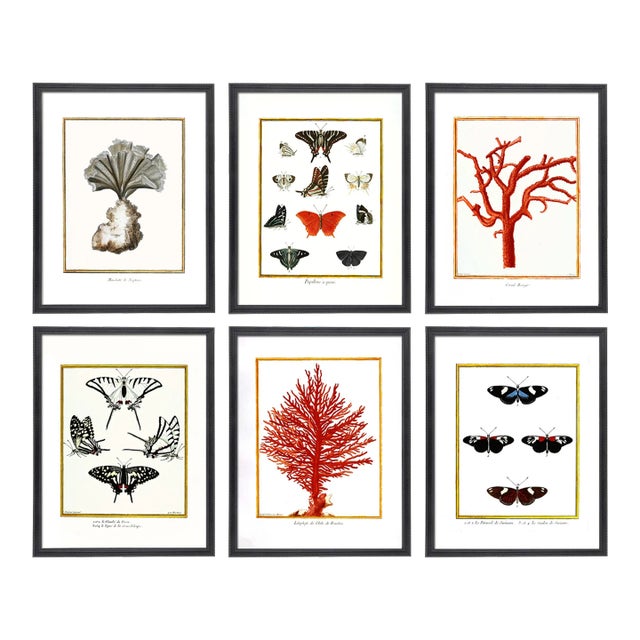 Victorian Cabinet of Curiosities Print Set Butterflies and Coral For Sale