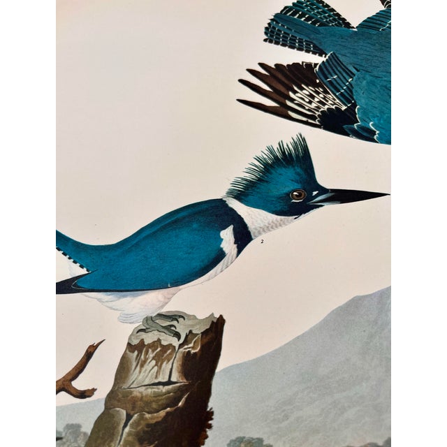 1964 Audubon Folio Lithograph Great Bird Paintings – “Belted Kingfisher” 17x14 For Sale In New York - Image 6 of 7