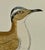 Antique Hand Tinted Bird Print From England Featuring a Tan & White Courser - Circa 1888 For Sale - Image 4 of 10