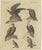 Bertuch, Eagles Including the Bald Eagle, 1805, Print For Sale - Image 3 of 12