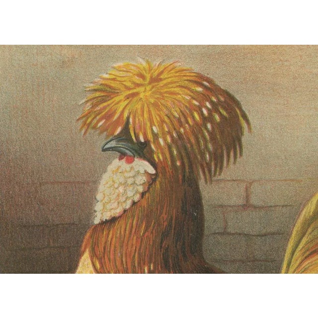 Foerster, The Chamois Polish Chicken, 19th Century, 1888, Print For Sale - Image 4 of 10