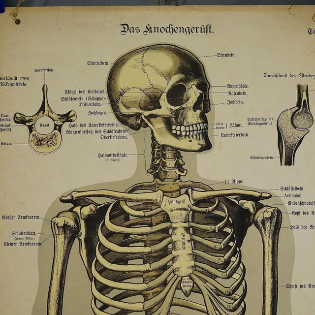 A rare 19th century anatomical wall chart depicting the human skeleton. On the sides with detailed description in German...