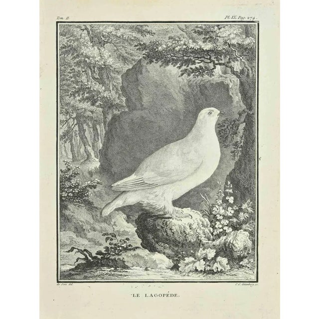 The Lagopede is an etching realized by Carl Guttenberg in 1771. The artwork Belongs to the suite "Natural, general and...