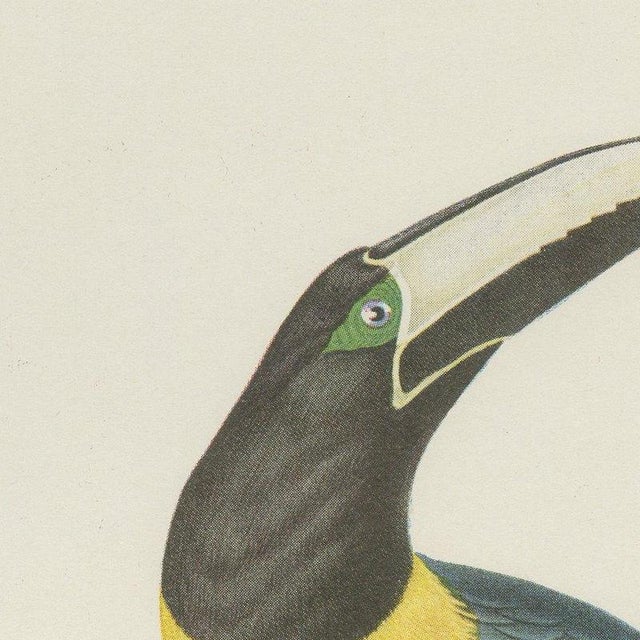 After Descourtilz, Curl-Crested, Chestnut-Eared Aracaris, 1944, Paper For Sale - Image 3 of 12