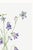 Purple Harebell, Vintage Botanical Art Print Reproduction by Mary Vaux Walcott, 20″ × 30″ For Sale - Image 8 of 10